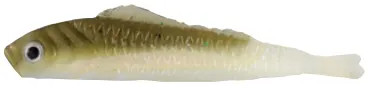 LUCKY SHAD 6cm COLOUR 13 BOLSA 10 PCS