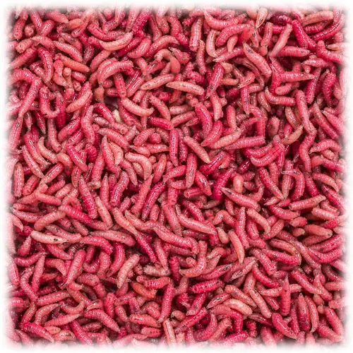 ASTICOT ROJO 1 LITRO